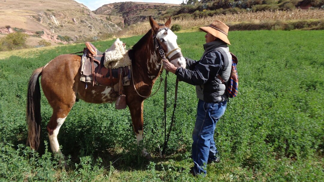 argentine gaucho on horse